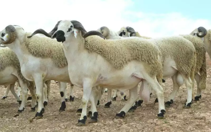 Aïd Al-Adha : 5,8 millions de têtes d'ovins et de caprins identifiés
